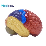 Brain structure anatomy model divided into two parts,human brain anatomy model