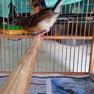 [Birdie] MURAI BATU ANAKAN SEPASANG BAHOROK