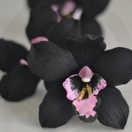 WOW! TAN HIAS ANGGREK DENDROBIUM BLACK PAPUA-ANGGREK HITAM DENDRO SIAP