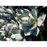 Agave titanota blue seed 蓝肌仁王冠种子