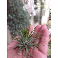 Airplant - T. Fuego (s)