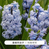 Hyacinth Soil Cultivation Ball Hydroponic Dutch Ball Root Seed Hyacinth Aquaculture Balcony Potted D