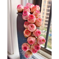 Plants that are truly alive 活着的植物Qiyi Imported Mountain Rose Princess Rolla Desk Succulent Plant Ind