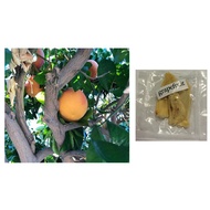 Grape Fruit Lemon Bonsai Tree Seed Seeds/Shoes/Plants/Gems/Flowers/Grass/Toys/Orchards/Bananas/Men's