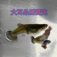 【嘉嘉寵物】🐟大耳朵馬賽克 孔雀魚🐟 觀賞魚蝦  （飼料餌料）