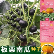 Beibei Pumpkin Spring and Autumn Four Seasons Green Red Face Melon Chestnut Flavor Powder Glutinous 