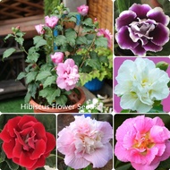 100PCS Giant Hibiscus Flower Seeds Benih Bunga Benih Pokok Bunga Mix Color DIY Home Garden