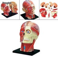 Tooyful 4D Assembled Humans Skeleton Anatomical Model, Teaching Supplies Educational Toy