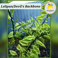 Lelipan/Devil's Backbone (Keratan)