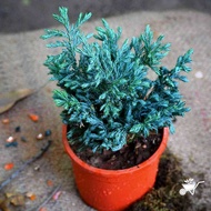 Sindo - Graceful Silver Pine Cypress Plant  Enhance Your Garden with its Elegance and Charm