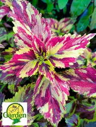 Mayana Coleus Careless Love (Super Rare Mayana) with FREE garden soil (Outdoor Plant, Real Plant, Live Plant and Limited Stock)