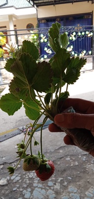 Bibit Strawberry bandung selatan