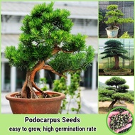 Podocarpus Seeds for Planting (20 Seeds/pack) 罗汉松 Air Purifying Tree Bonsai Seeds Ornamental Potted