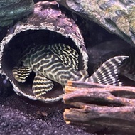 ikan pleco sapu sapu l333