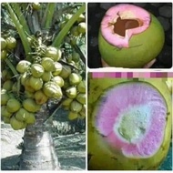 Bibit kelapa Wulung asli pohon pendek genjah