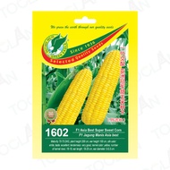 1602 F1 Hybrid Asia Best Super Sweet Corn Seeds / Benih 1602 F1 Hibrid Jagung Manis Asia Best