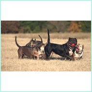 Bully Max Indestructible Dog Ball for Power Chewers