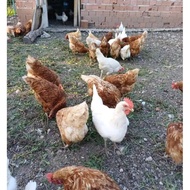 telur fertil ayam white leghorn x larmod harga 1.butir telur