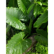 ANAK POKOK KELADI GAJAH/HIASAN💥READY STOCK