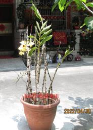 石斛蘭盆栽