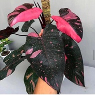 Tanaman Hias Philodendron Pink Princess Black Cherry