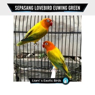 Lovebird Sepasang Warna Biola Euwing Green Indukan