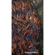 [ Bibit Ikan Koi Blitar 5,6,7Cm Paket 16 + Bonus ]