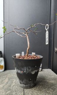 滔天橄欖 Commiphora monstruosa　羽葉沒藥 根塊植物
