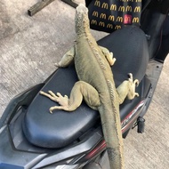 iguana green jumbo betina