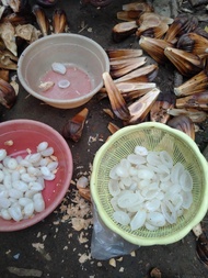 buah Nipah kupas segar