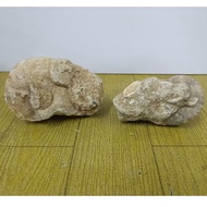 Ammonite fossil seashell