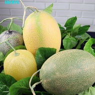 LAFAYE Artificial Cantaloupe Melon, Foam Plastic Fake Cantaloupe Melon, Toy Food Model Realistic Fun