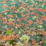 Azolla (LELONG -REJECT) 1kg Fresh Water Fern (TIDAK SESUAI DIJADIKAN BENIH) Makanan Haiwan Peliharaa