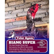 biang induk ayam bangkok pakhoy super telur tetas