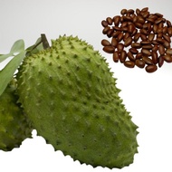 【Ready Stock】3 Biji Benih durian belanda terpilih dan berkualiti Soursop seeds 3 pcs