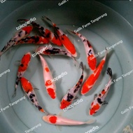 bibit ikan koi 10-12cm