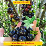 Anggur BRAZIL JABOTICABA Siap Tanam (bibit anggur stek/grafting) bibit anggur murah