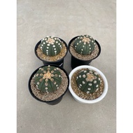 [Garansi] Astrophytum Oibo Jumbo