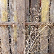 Dried Flower Dekorasi Bunga Kering Ranting Rustic Asparagus Bintang