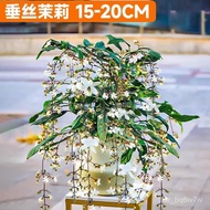 Yi Yi Yi Yi Vertical Silk Jasmine Potted Plant Flowering Green Plant Indoor Flower Everblooming Thailand Hanging Plant L