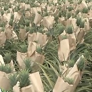 【风禾里旗舰店】 加厚防晒凤梨套袋专用袋黄梨纸袋无眼菠萝菠萝果袋旺梨水果保护袋Thickened sunscreen pineapple bag special bag, yellow pear pa