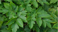 Ashitaba (Herbal Plant) with FREE garden soil. Real Plants not Seeds / Outdoor Plant / Plants for Sa