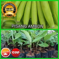 bibit pohon pisang ambon/tanaman pisang ambon/bibit pisang ambon