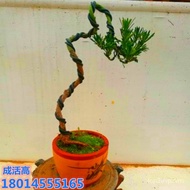 （现货速发）小叶雀舌罗汉松盆景树苗悬崖式 造型树桩 米叶菊花贵妃这种罗汉松(质量求生存 ) 6FWA
