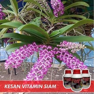 (DIRECT STOCK) Baja Vitamin Siam Thailand Original 👍 Menggalakkan Pertumbuhan Pokok &amp; Memperbaiki Sistem Akar