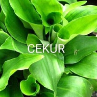 Pokok Cekur / Kencur