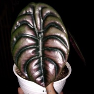 tanaman hias alocasia Cuprea tengkorak