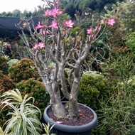 Bonsai adenium | adenium bunga pink ukuran besar