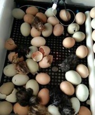 全自動孵蛋機 孵蛋器 孵蛋箱 自動翻蛋 孵化器 孵爬蟲蛋 46枚