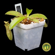 N. mirabilis x northiana | Pitcher Plant | Nepenthes | Carnivorous Plant | Monkey Cups